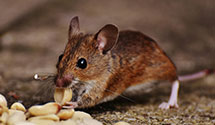 24 Hour & Emergency Exterminators in Corson, SD